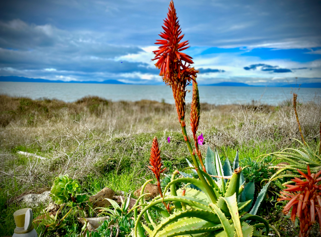 San Pablo Bay California